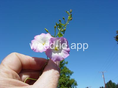 bindweed, field