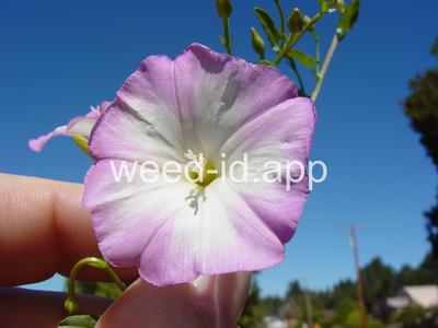 bindweed, field