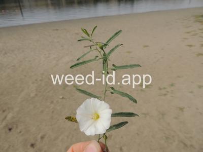 bindweed, field