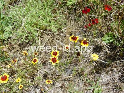 Coreopsis atkinsoniana