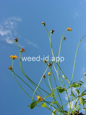 Coreopsis auriculata