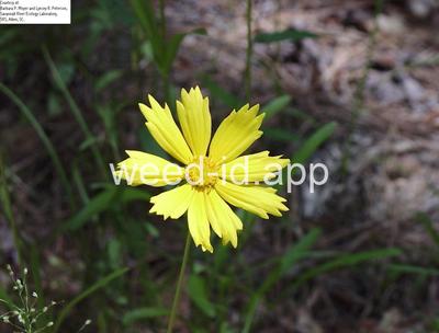 Coreopsis lanceolata