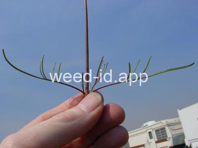 Coreopsis leavenworthii