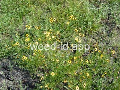 coreopsis, plains