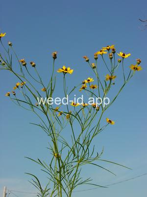 coreopsis, plains