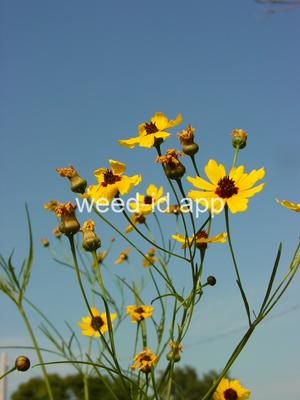 coreopsis, plains