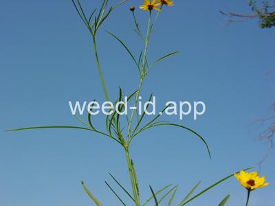 coreopsis, plains