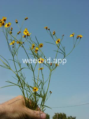 coreopsis, plains