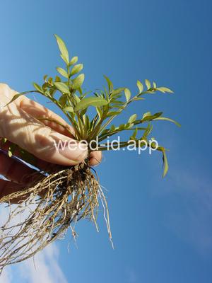 coreopsis, plains