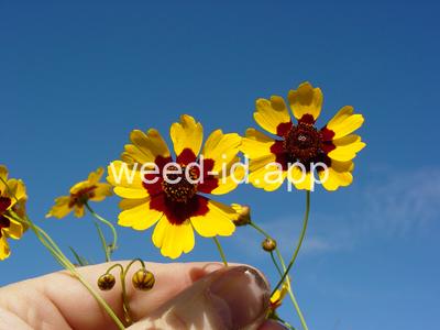 coreopsis, plains