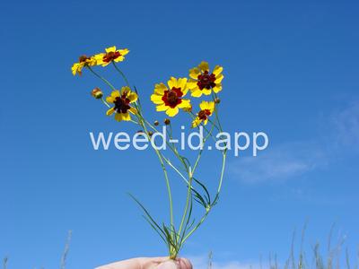 coreopsis, plains