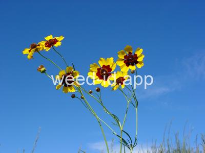 coreopsis, plains