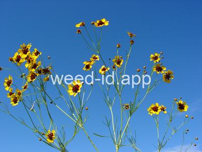 coreopsis, plains