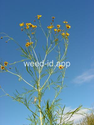 coreopsis, plains