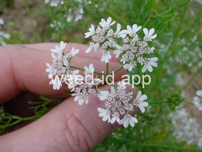 Coriandrum sativum