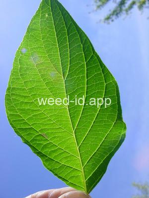 Cornus stolonifera