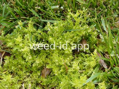 Coronopus didymus