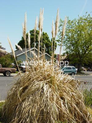 Cortaderia jubata