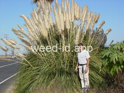 Cortaderia selloana