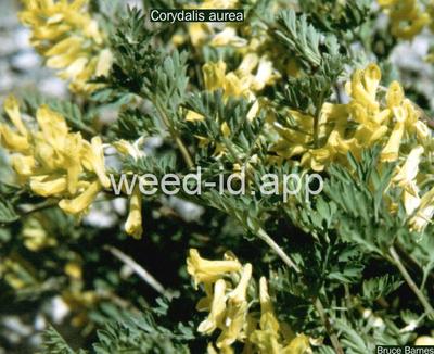 corydalis, golden