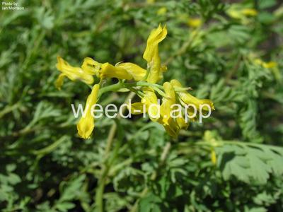 corydalis, golden