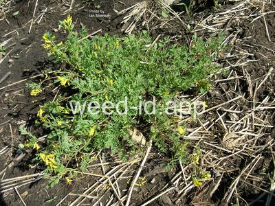 corydalis, golden
