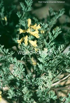 corydalis, golden