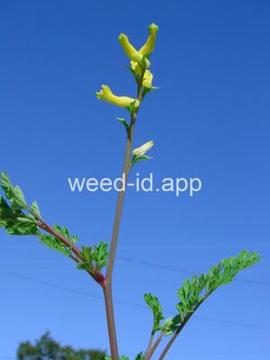 Corydalis micrantha