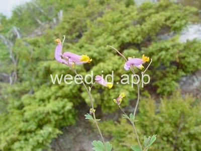Corydalis sempervirens