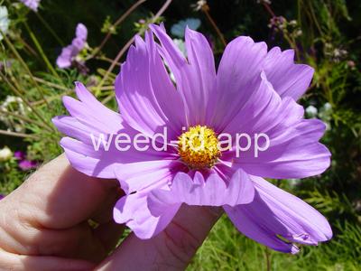 Cosmos bipinnatus