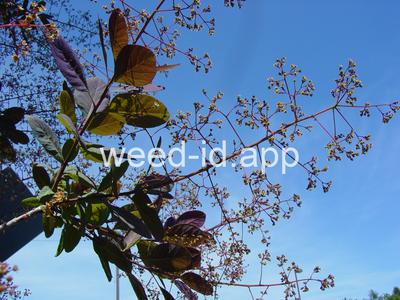 Cotinus coggygria