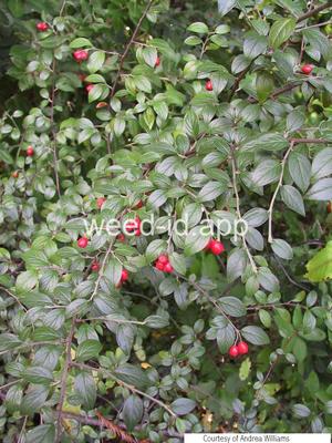 Cotoneaster franchetii