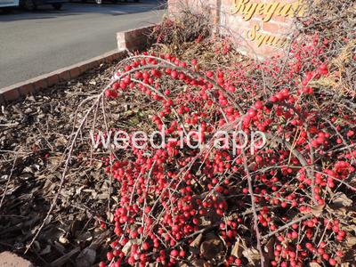 Cotoneaster horizontalis