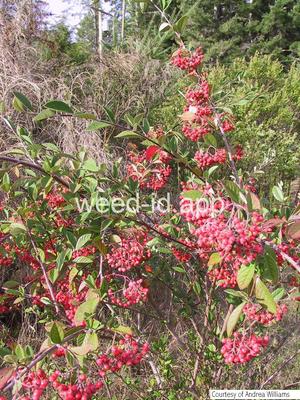 Cotoneaster lacteus