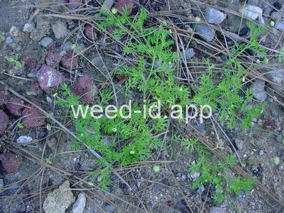 brassbuttons, southern