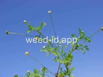 brassbuttons, southern