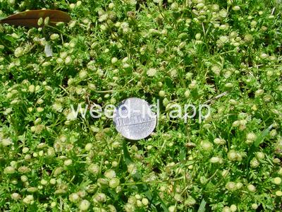 brassbuttons, southern