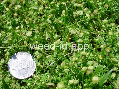 brassbuttons, southern