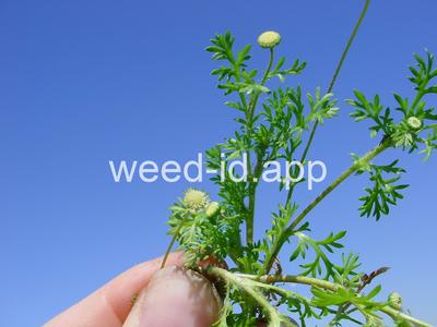 brassbuttons, southern