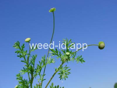 brassbuttons, southern