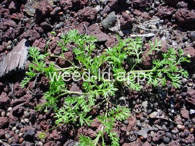 brassbuttons, southern