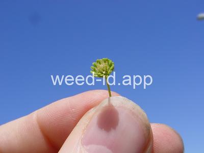 brassbuttons, southern