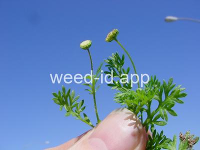 brassbuttons, southern