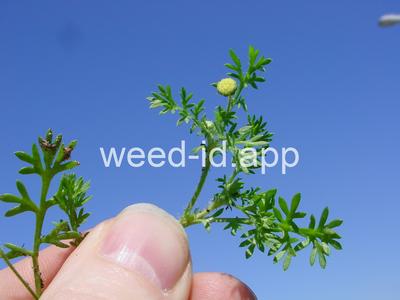 brassbuttons, southern