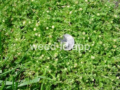 brassbuttons, southern