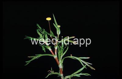 Cotula coronopifolia
