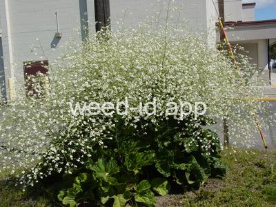 Crambe cordifolia