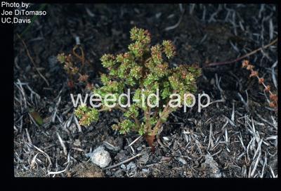 pigmyweed, sand