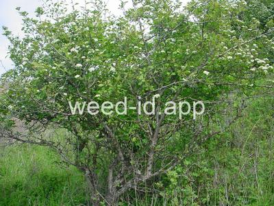 Crataegus douglasii