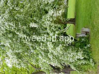 Crataegus monogyna